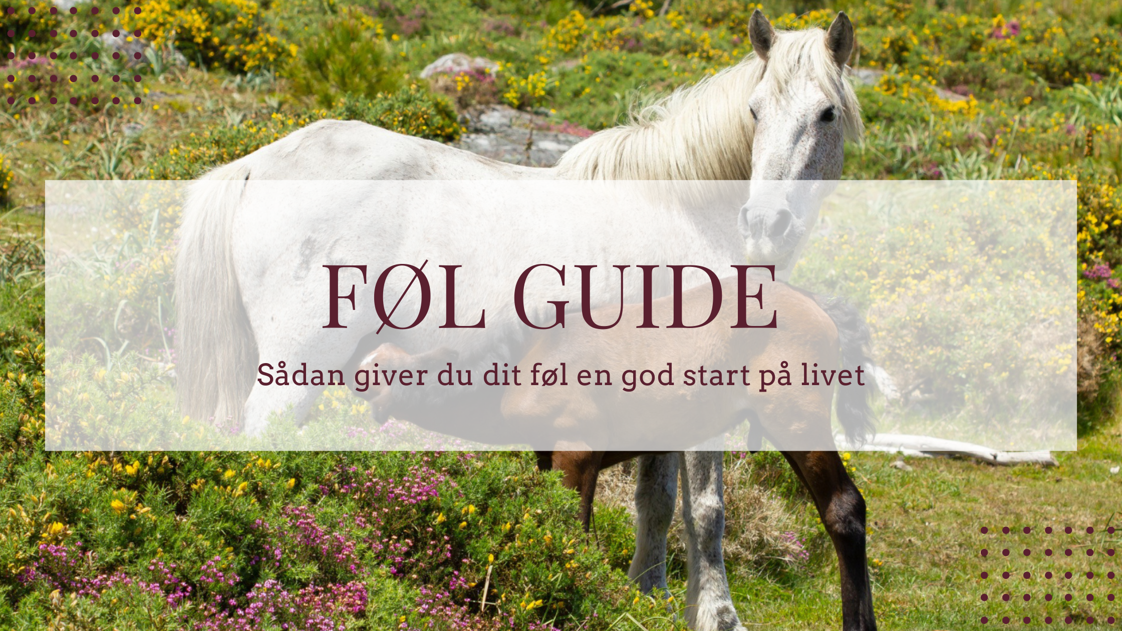 giv dit føl en god start på livet